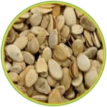 product-الرئيسية